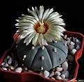 Нажмите на изображение для увеличения.

Название:	Astrophytum asterias f. nudum..JPG
Просмотров:	134
Размер:	129.2 Кб
ID:	334901