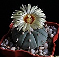 Нажмите на изображение для увеличения.

Название:	Astrophytum asterias f. nudum..JPG
Просмотров:	117
Размер:	129.2 Кб
ID:	334901