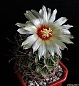 Нажмите на изображение для увеличения.

Название:	Hamatocactus setispinus..JPG
Просмотров:	136
Размер:	151.2 Кб
ID:	334902
