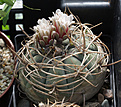 Нажмите на изображение для увеличения.

Название:	Gymnocalycium_cardenasianum_VG956.jpg
Просмотров:	128
Размер:	195.7 Кб
ID:	334906