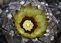 Нажмите на изображение для увеличения.

Название:	Pyrrhocactus_villicumensis_DJF362.jpg
Просмотров:	126
Размер:	195.4 Кб
ID:	334908