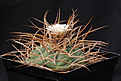 Нажмите на изображение для увеличения.

Название:	Gymnocalycium_cardenasianum.jpg
Просмотров:	125
Размер:	168.5 Кб
ID:	334913