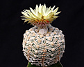 Нажмите на изображение для увеличения.

Название:	Astrophytum_asterias_SuperKabuto_V_typ.jpg
Просмотров:	124
Размер:	141.7 Кб
ID:	334914