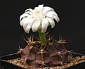 Нажмите на изображение для увеличения.

Название:	Gymnocalycium_damsii_tucavocense.jpg
Просмотров:	125
Размер:	118.3 Кб
ID:	334916