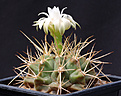 Нажмите на изображение для увеличения.

Название:	Gymnocalycium_griseo-pallidum.jpg
Просмотров:	117
Размер:	158.2 Кб
ID:	334917