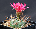 Нажмите на изображение для увеличения.

Название:	Gymnocalycium_tillianum.jpg
Просмотров:	119
Размер:	167.7 Кб
ID:	334918