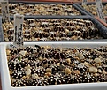 Нажмите на изображение для увеличения.

Название:	Gymnocalycium_friedrichii_LB2178_L62B2170.jpg
Просмотров:	142
Размер:	188.9 Кб
ID:	334921