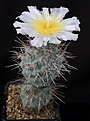 Нажмите на изображение для увеличения.

Название:	Tephrocactus_cf_alexanderi_L62B2185.jpg
Просмотров:	228
Размер:	134.7 Кб
ID:	334922