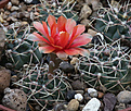 Нажмите на изображение для увеличения.

Название:	Gymnocalycium_baldianum_VG075.jpg
Просмотров:	116
Размер:	208.9 Кб
ID:	335000