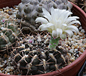 Нажмите на изображение для увеличения.

Название:	Gymnocalycium_marsoneri.jpg
Просмотров:	128
Размер:	210.8 Кб
ID:	335001