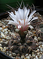 Нажмите на изображение для увеличения.

Название:	Gymnocalycium_mazanense_Poman.jpg
Просмотров:	133
Размер:	165.9 Кб
ID:	335002