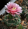 Нажмите на изображение для увеличения.

Название:	Gymnocalycium_ritterianum_P219.jpg
Просмотров:	144
Размер:	184.1 Кб
ID:	335003