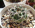 Нажмите на изображение для увеличения.

Название:	Gymnocalycium_ferox.jpg
Просмотров:	249
Размер:	211.3 Кб
ID:	335009