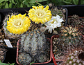 Нажмите на изображение для увеличения.

Название:	Acathocalycium.jpg
Просмотров:	141
Размер:	237.7 Кб
ID:	335013