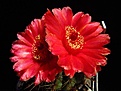 Нажмите на изображение для увеличения.

Название:	Notocactus_ottonis_v_vencluianus.jpg
Просмотров:	169
Размер:	116.2 Кб
ID:	335016