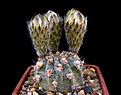 Нажмите на изображение для увеличения.

Название:	Acanthocalycium_thionanthum_TK230.jpg
Просмотров:	120
Размер:	118.4 Кб
ID:	335020