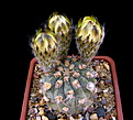 Нажмите на изображение для увеличения.

Название:	Acanthocalycium_thionanthum_TK230..jpg
Просмотров:	117
Размер:	116.4 Кб
ID:	335021