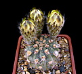 Нажмите на изображение для увеличения.

Название:	Acanthocalycium_thionanthum_TK230..jpg
Просмотров:	105
Размер:	116.4 Кб
ID:	335021