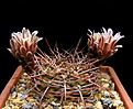 Нажмите на изображение для увеличения.

Название:	Gymnocalycium_schickendantzii_P17A.jpg
Просмотров:	130
Размер:	144.9 Кб
ID:	335022