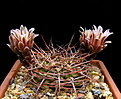 Нажмите на изображение для увеличения.

Название:	Gymnocalycium_schickendantzii_P17A.jpg
Просмотров:	113
Размер:	144.9 Кб
ID:	335022