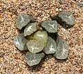 Нажмите на изображение для увеличения.

Название:	Haworthia_maughanii_Japan.jpg
Просмотров:	124
Размер:	217.1 Кб
ID:	335027