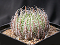 Нажмите на изображение для увеличения.

Название:	Haworthia_jansenvillensis_JIL299.jpg
Просмотров:	119
Размер:	154.0 Кб
ID:	335030