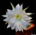 Нажмите на изображение для увеличения.

Название:	Echinopsis subdenudata.JPG
Просмотров:	157
Размер:	129.5 Кб
ID:	335037