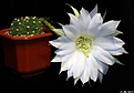 Нажмите на изображение для увеличения.

Название:	Echinopsis subdenudata..JPG
Просмотров:	151
Размер:	118.2 Кб
ID:	335038