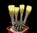 Нажмите на изображение для увеличения.

Название:	Echinopsis_aurea_uteiflora_R711d...jpg
Просмотров:	129
Размер:	113.6 Кб
ID:	335054