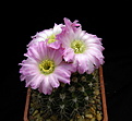 Нажмите на изображение для увеличения.

Название:	Acanthocalycium_spiniflorum_B015.jpg
Просмотров:	172
Размер:	82.8 Кб
ID:	335056