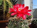 Нажмите на изображение для увеличения.

Название:	Gymnocalycium_baldianum.jpg
Просмотров:	174
Размер:	127.5 Кб
ID:	335075
