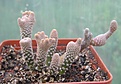Нажмите на изображение для увеличения.

Название:	Punaclavarioides.JPG
Просмотров:	124
Размер:	215.8 Кб
ID:	335094