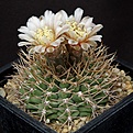 Нажмите на изображение для увеличения.

Название:	Gymnocalycium_ochoterenae_v_scoparium_LB383_L62B2233.jpg
Просмотров:	243
Размер:	162.4 Кб
ID:	335096