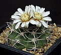 Нажмите на изображение для увеличения.

Название:	Gymnocalycium_castellanosii_BKS78_L62B2236.jpg
Просмотров:	301
Размер:	156.3 Кб
ID:	335097