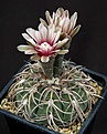 Нажмите на изображение для увеличения.

Название:	Gymnocalycium_spegazzinii_L62B2243.jpg
Просмотров:	258
Размер:	161.0 Кб
ID:	335098