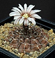 Нажмите на изображение для увеличения.

Название:	Gymnocalycium_kozelskyanum_L62B2251.jpg
Просмотров:	299
Размер:	141.4 Кб
ID:	335099