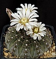 Нажмите на изображение для увеличения.

Название:	Gymnocalycium_occultum_STO789_L62B2261.jpg
Просмотров:	299
Размер:	141.7 Кб
ID:	335100