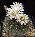 Нажмите на изображение для увеличения.

Название:	Gymnocalycium_occultum_STO789_L62B2261.jpg
Просмотров:	264
Размер:	141.7 Кб
ID:	335100