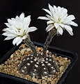 Нажмите на изображение для увеличения.

Название:	Gymnocalycium_ragonesei_L472_L62B2274.jpg
Просмотров:	257
Размер:	116.8 Кб
ID:	335101