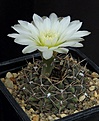 Нажмите на изображение для увеличения.

Название:	Gymnocalycium_borthii_WP167-285_L62B2280.jpg
Просмотров:	246
Размер:	107.5 Кб
ID:	335102