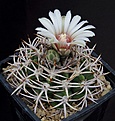 Нажмите на изображение для увеличения.

Название:	Gymnocalycium_ferox_v_ferocior_STO866_L62B2291.jpg
Просмотров:	255
Размер:	142.8 Кб
ID:	335103