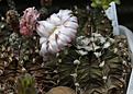 Нажмите на изображение для увеличения.

Название:	Gymnocalycium_fridrichii.jpg
Просмотров:	289
Размер:	192.3 Кб
ID:	335110