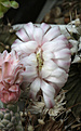 Нажмите на изображение для увеличения.

Название:	Gymnocalycium_fridrichii_.jpg
Просмотров:	290
Размер:	172.5 Кб
ID:	335111