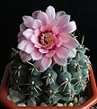 Нажмите на изображение для увеличения.

Название:	Gymnocalycium baldianum.jpg
Просмотров:	149
Размер:	226.5 Кб
ID:	335140