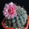 Нажмите на изображение для увеличения.

Название:	Gymnocalycium baldianum.JPG
Просмотров:	166
Размер:	149.5 Кб
ID:	335141