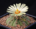 Нажмите на изображение для увеличения.

Название:	Astrophytum_Ooibo_variegated.jpg
Просмотров:	166
Размер:	195.0 Кб
ID:	335145