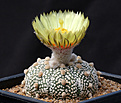 Нажмите на изображение для увеличения.

Название:	Astrophytum_Super_Kabuto.jpg
Просмотров:	159
Размер:	187.3 Кб
ID:	335146