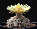 Нажмите на изображение для увеличения.

Название:	Astrophytum_Super_Kabuto_2.jpg
Просмотров:	169
Размер:	185.7 Кб
ID:	335147