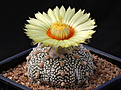 Нажмите на изображение для увеличения.

Название:	Astrophytum_Super_Kabuto_3.jpg
Просмотров:	175
Размер:	197.5 Кб
ID:	335148