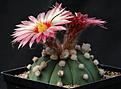Нажмите на изображение для увеличения.

Название:	Astrophytum_asterias_rubriflorum.jpg
Просмотров:	166
Размер:	162.9 Кб
ID:	335149